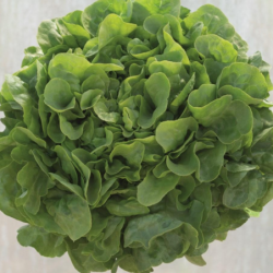 Sałata Pleasance 5000 nasion Primed Pellets  ST